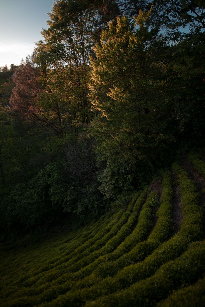 Captivating view of lush tea plantations nestled in Fındıklı, Rize, during a tranquil sunrise.